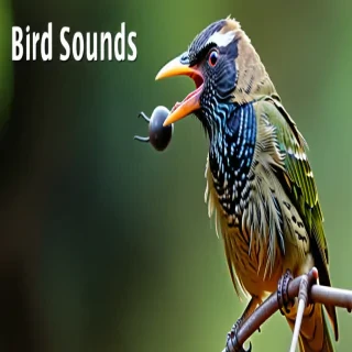 bird sounds