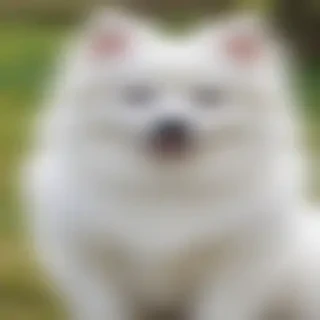 japanese spitz dog breed