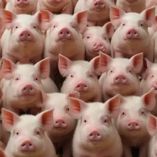 pig background