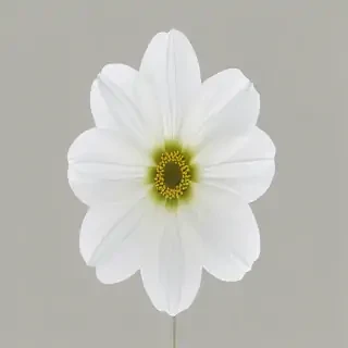 white flower transparent background