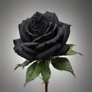 black roses png