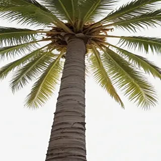 palm tree transparent