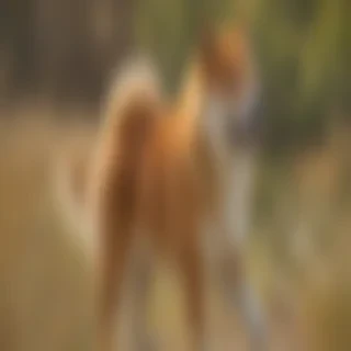 shiba dog