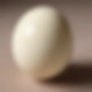 ostrich egg