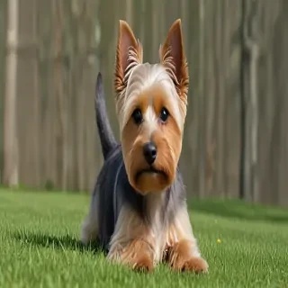 silky terrier