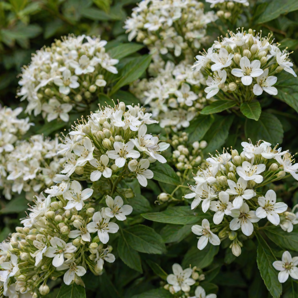 a close-up of clusters of delicate white flowers with dark green foliage in the background