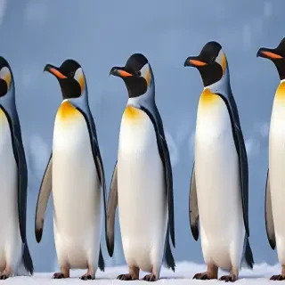 penguins background