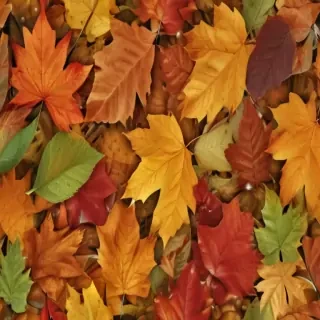 fall leaves