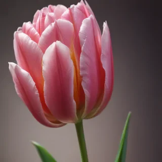 tulip iphone wallpaper