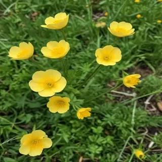 buttercup flower