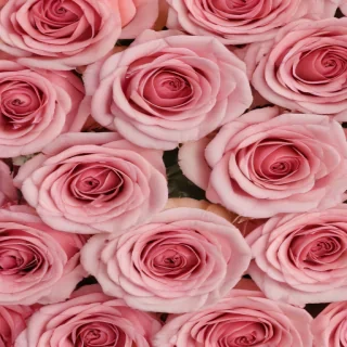 aesthetic rose wallpaper