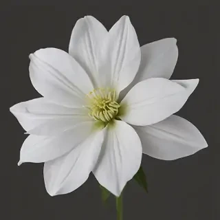 white flower png