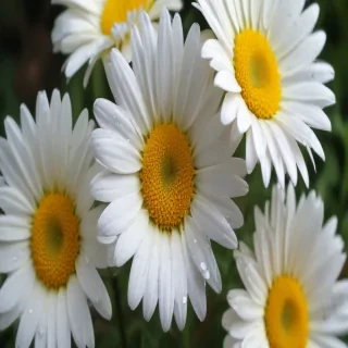 daisy wallpaper for desktop