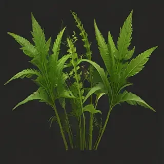 weeds png