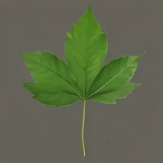 green leaf png