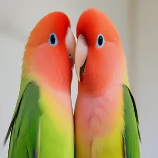lovebird