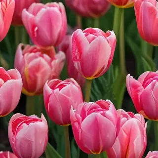 tulip flower
