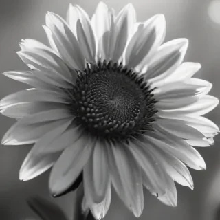 thank you in black and white