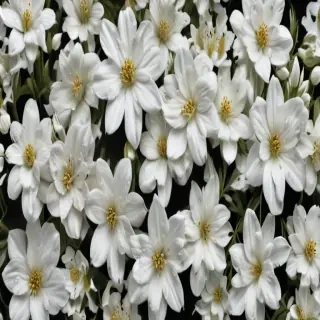 white flowers png transparent