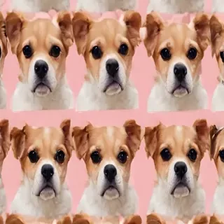 dog wallpaper aesthetic