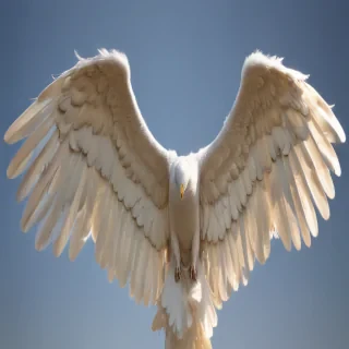 angel wing images