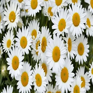 daisy flower wallpaper