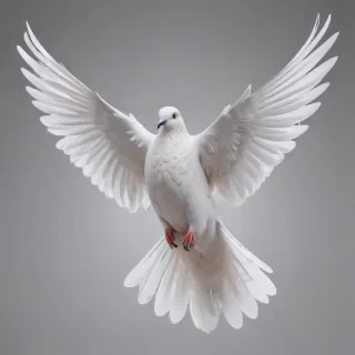 dove png