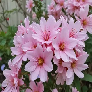 pretty flowers