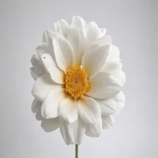 flower white background