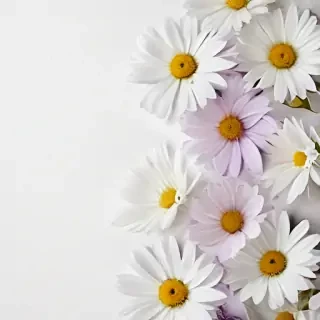 white background with flowers