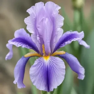 iris flower