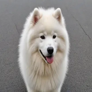 samoyed dog