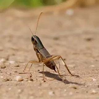 cricket insect