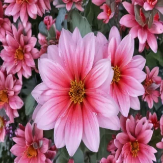 flower background iphone