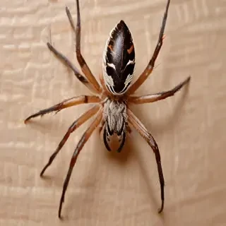 wallpapers of spiders