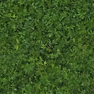 weeds png