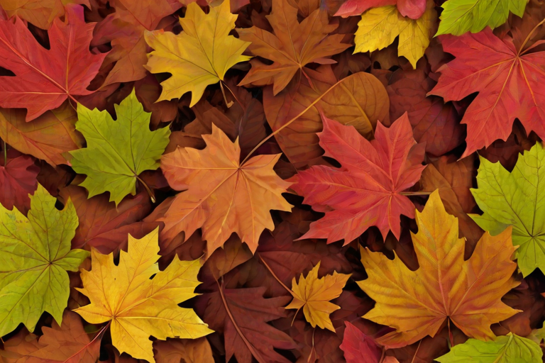 png fall leaves