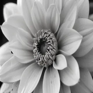 flower images black and white