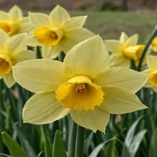 daffodil flower