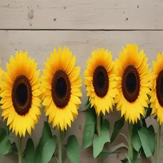 iphone cute sunflower wallpaper