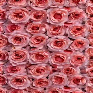 rose rose wallpaper