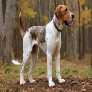 american leopard hound