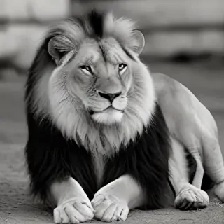 lion black and white