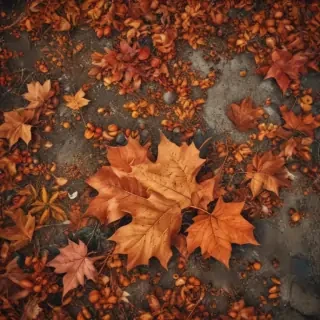 fall iphone wallpaper