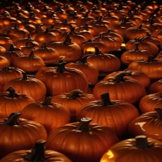 halloween pumpkin background
