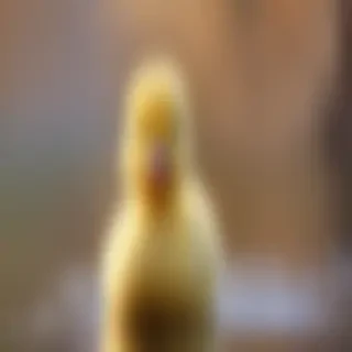 cute duck wallpaper