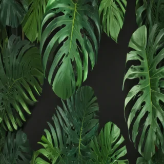 monstera png