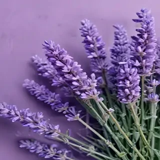 lavender phone background