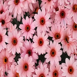 aesthetic flower backgrounds