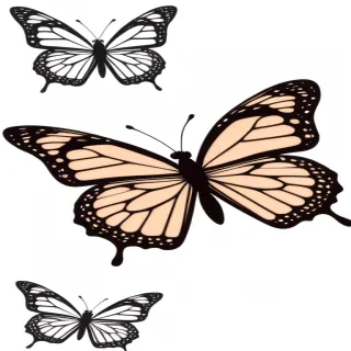 butterfly outline png